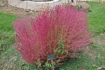 jardim jigsaw puzzle