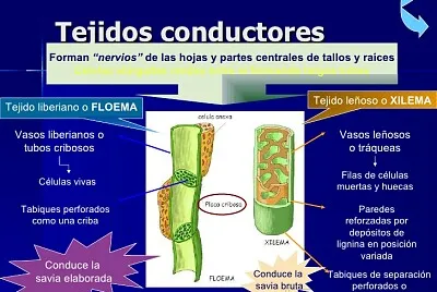 Tejidos conductores