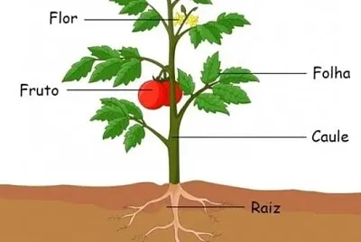partes da planta