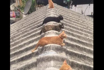 gatos jigsaw puzzle