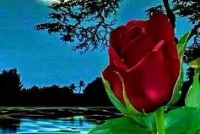 Roses rouges