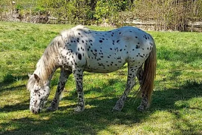 Cheval tacheté