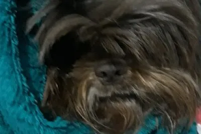 Mel