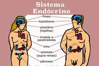 SISTEMA ENDOCRINO 8ºC