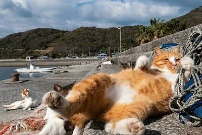 Isla de los Gatos