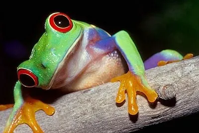 La rana trepadora jigsaw puzzle