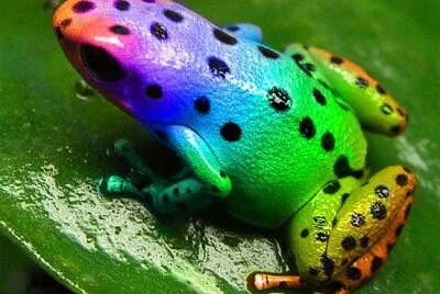 RANA ARCOIRIS jigsaw puzzle