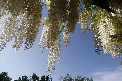 wisteria alba