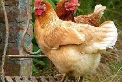 animal