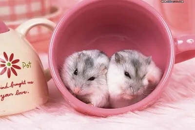 可愛小動物1