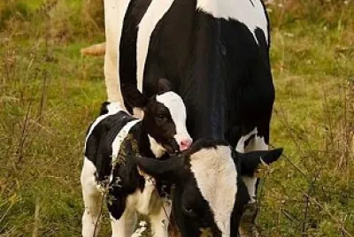Animale domestice