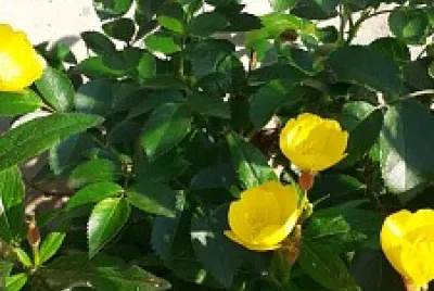 Flori frumoase