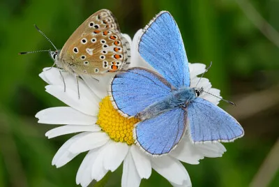 INSECTE