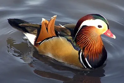 Pato