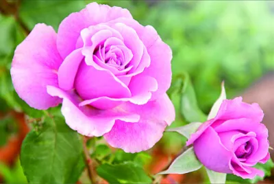 花賞