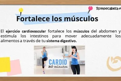 sistema digestivo jigsaw puzzle