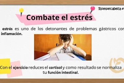 Sistema digestivo 2 jigsaw puzzle