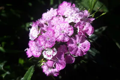 Flori