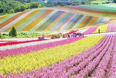 Jardín jigsaw puzzle