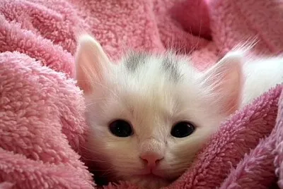 Toy