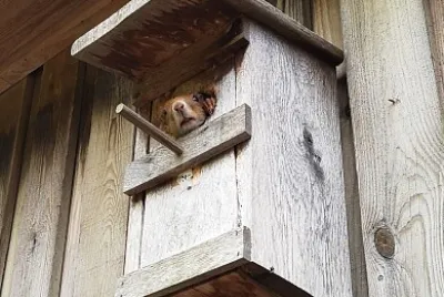Squirrel in Birdhouse. jigsaw puzzle