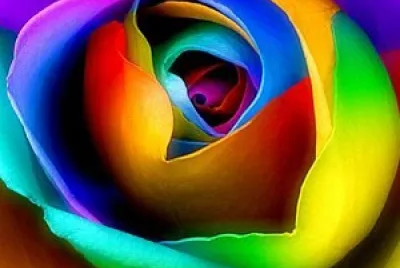 Beautiful Flower