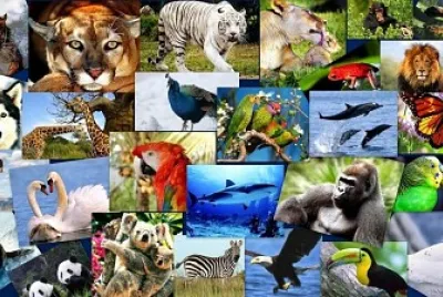 Clasificación de los animales
