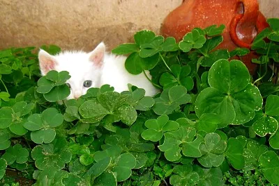 Mi gatito Dumas en Tréboles