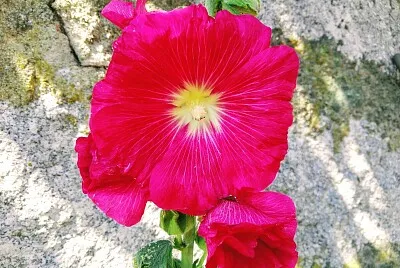 FLOWERS jigsaw puzzle