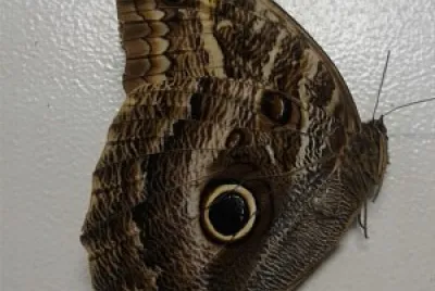 Borboleta