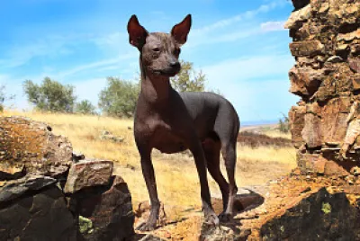PERRO PERUANO jigsaw puzzle