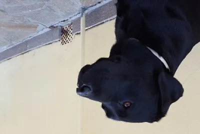 peponio