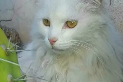 Mi gatito Dumas en Cactus