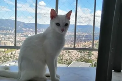 pandorita