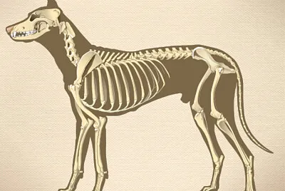 Arma el rompecabezas