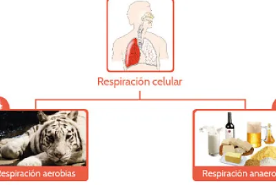 Arma el rompecabezas