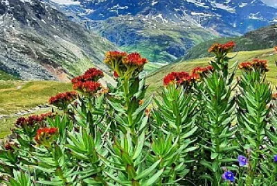 Haute Maurienne Vanoise