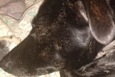 dog