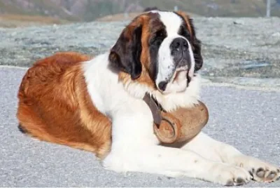 Perro Sanbernardo de Rescate