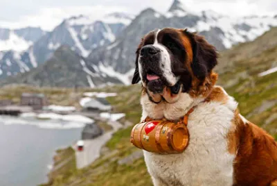 Perro Sanbernardo 02