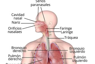 פאזל של Sistema Respiratorio