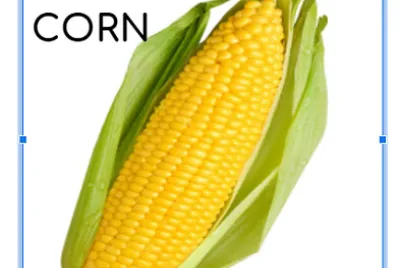 corn jigsaw puzzle