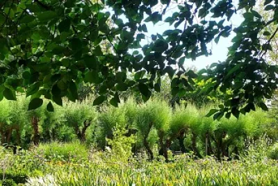 Jardin public