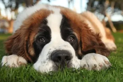 Perro Sanbernardo 06
