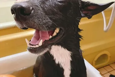 dog