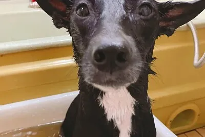 dog