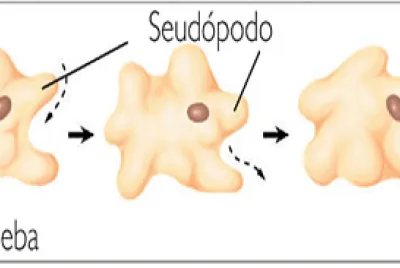 Arma el rompecabezas