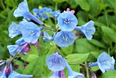 spring #256 jigsaw puzzle