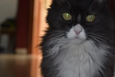 Gato