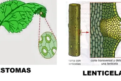 Arma el rompecabezas